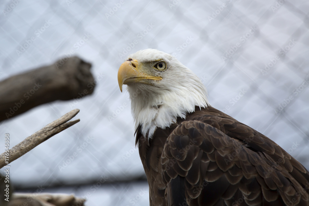Obraz premium Bald Eagle in a cage stares at the world with a defiant look