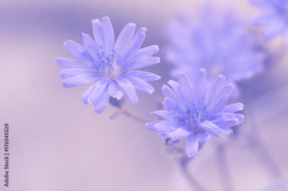 Blue chicory flowers on a gentle background with toning. Selective focus Blue chicory flowers on a gentle background with toning. Selective focus