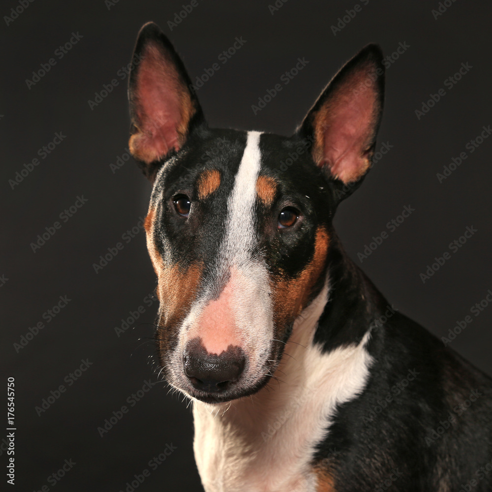 Bullterrier Portrait frontal mit Blick in die Kamera vor schwarzem Hintergrund