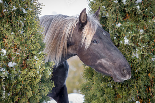 фотографія Portrait Rocky Mountain horse of silvery-black color