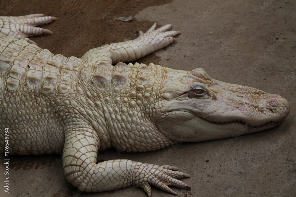 Obraz premium crododile