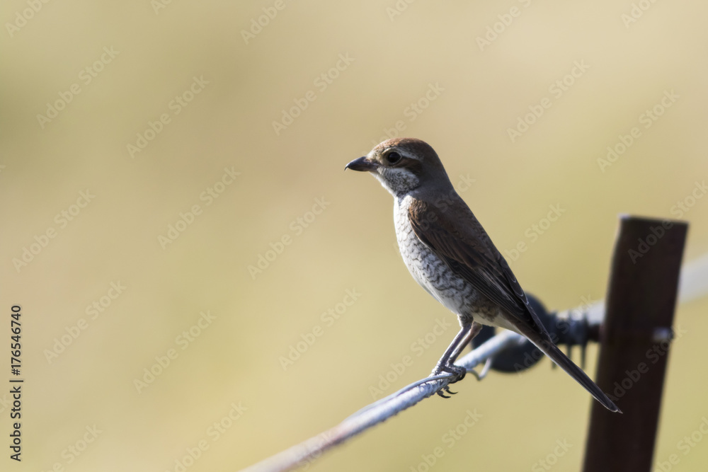 Fototapeta premium Neuntöter (Lanius collurio)