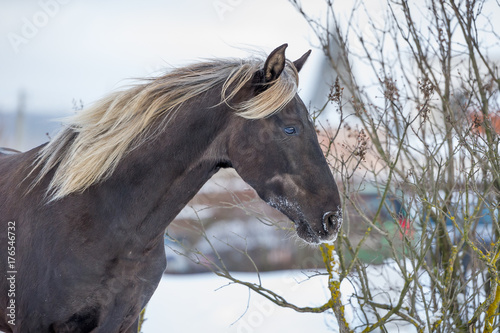 Portrait Rocky Mountain horse of silvery-black color photo