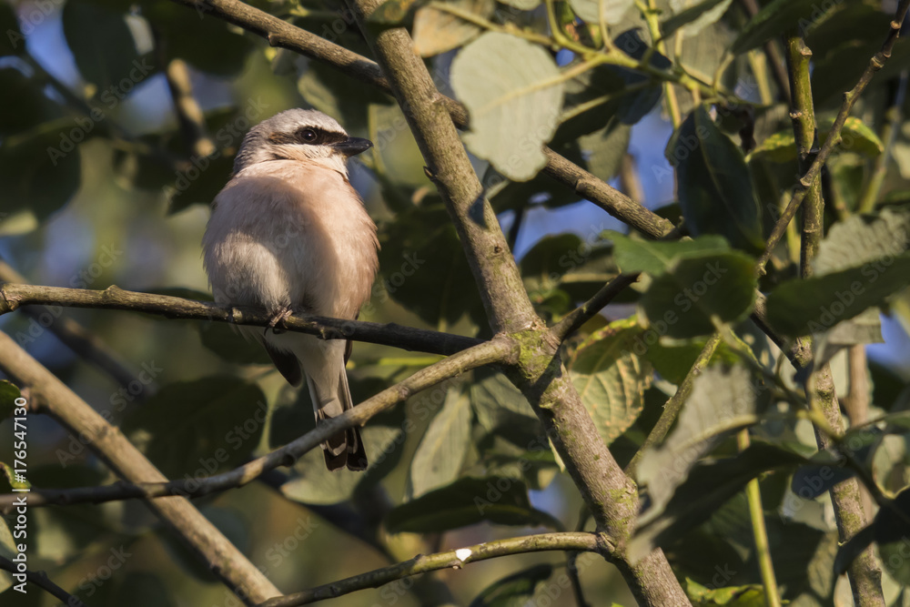 Neuntöter (Lanius collurio)