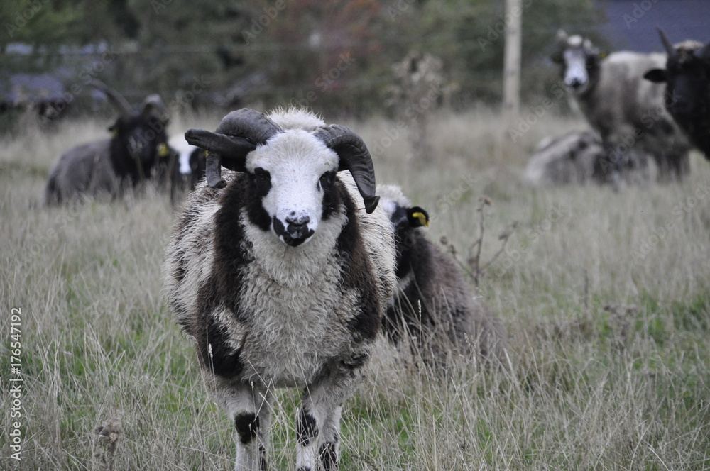 Fototapeta premium Black and white ram