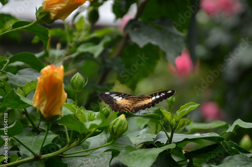 Parthenos sylvia virens photo