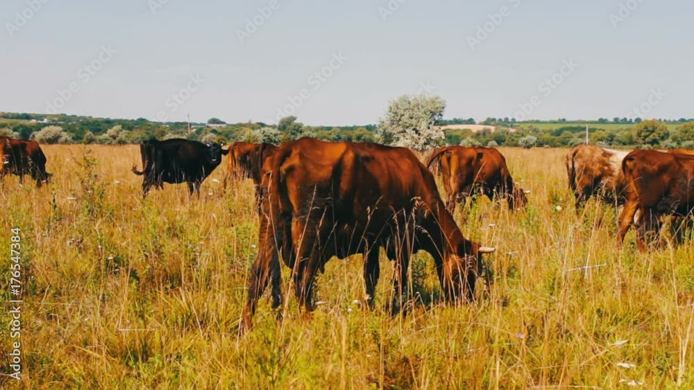 Farm cattle grazing in pasture. Grazing in field. Milk cow eating grass. Dairy cow eat the grass. Farm cattle grazing in pasture. Grazing in field. Milk cow eating grass. Dairy cow eat the grass.