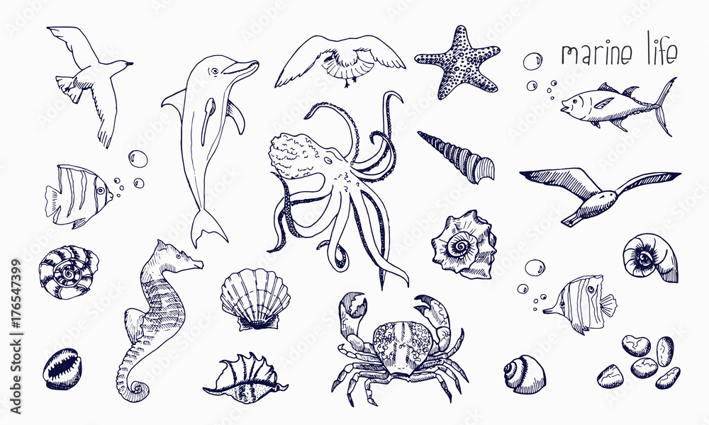 Sea creatures isolated on white background. Underwater animals hand drawn  sketch. Stock Illustration | Adobe Stock