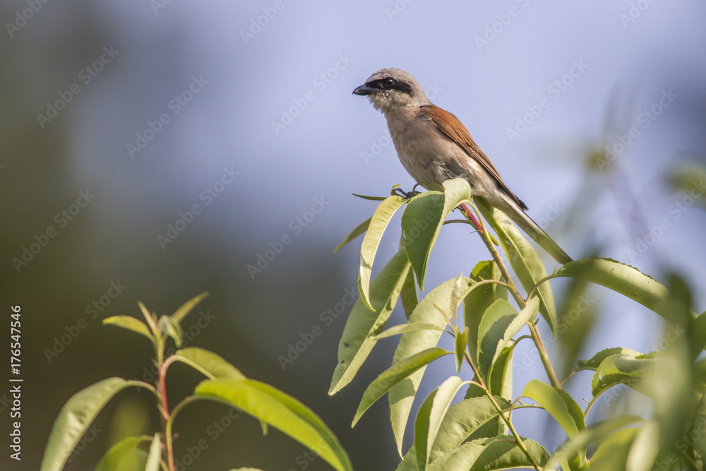 Fototapeta premium Neuntöter (Lanius collurio)
