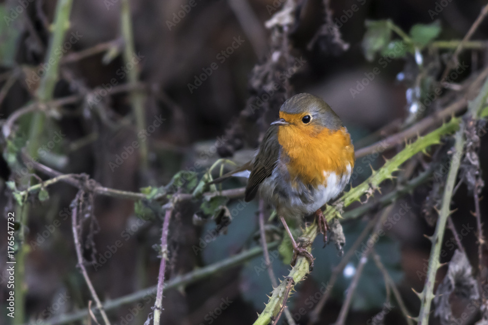 Rotkehlchen (Erithacus rubicula) Rotkehlchen (Erithacus rubicula)