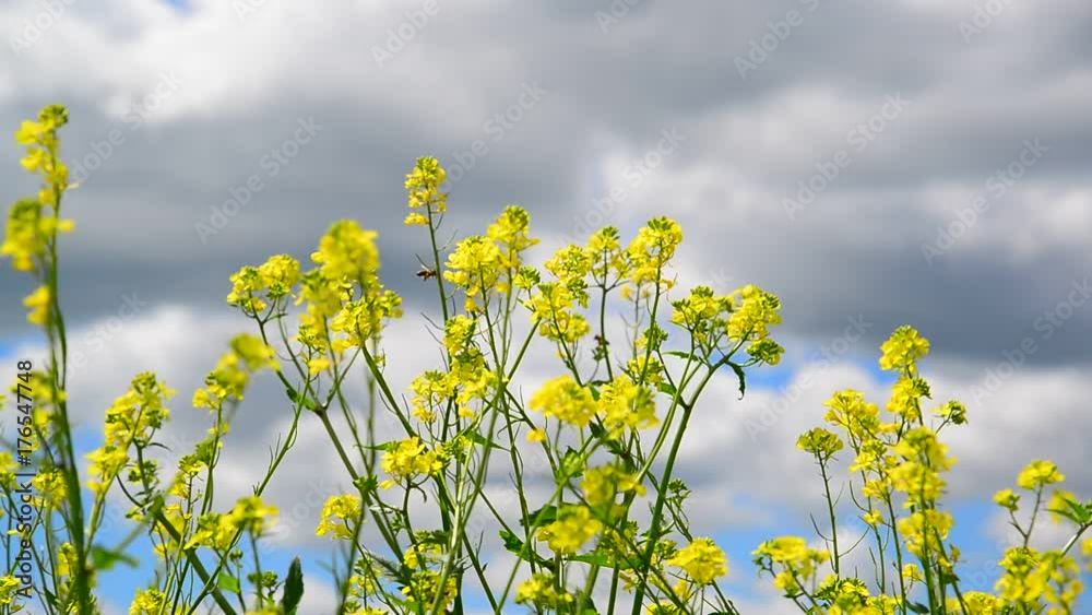 Yellow Barbarea vulgaris close-up and insect Yellow Barbarea vulgaris close-up and insect
