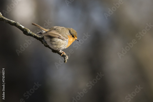 Rotkehlchen (Erithacus rubicula) photo