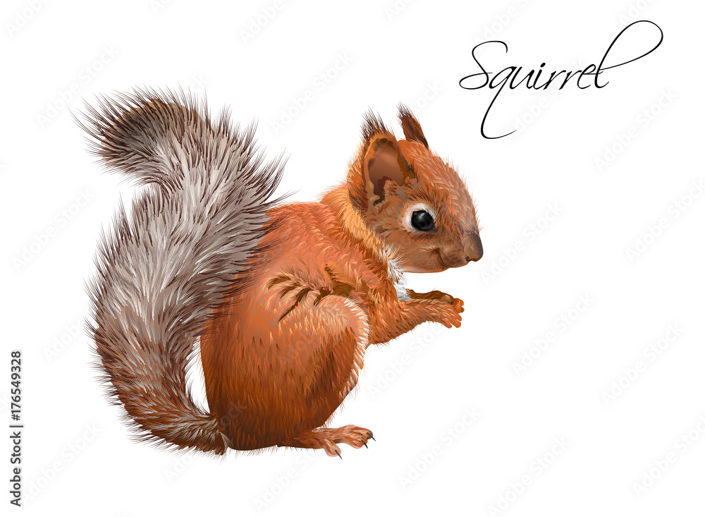 Squirrel realistic illustration Stock Vector | Adobe Stock