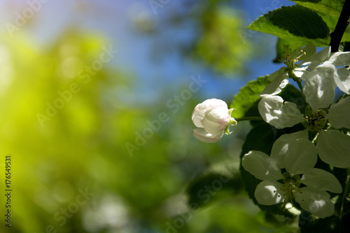 beautiful apple blossom, sunlight