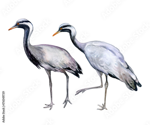 Demoiselle crane isolated on white background. Watercolor. Stock Illustration Template