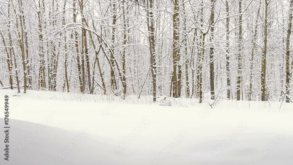 Aerial survey from the air. Snow Forest Aerial survey from the air. Snow Forest