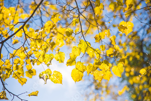 yellow autumn leaves on sky background