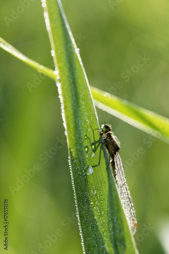 agrion