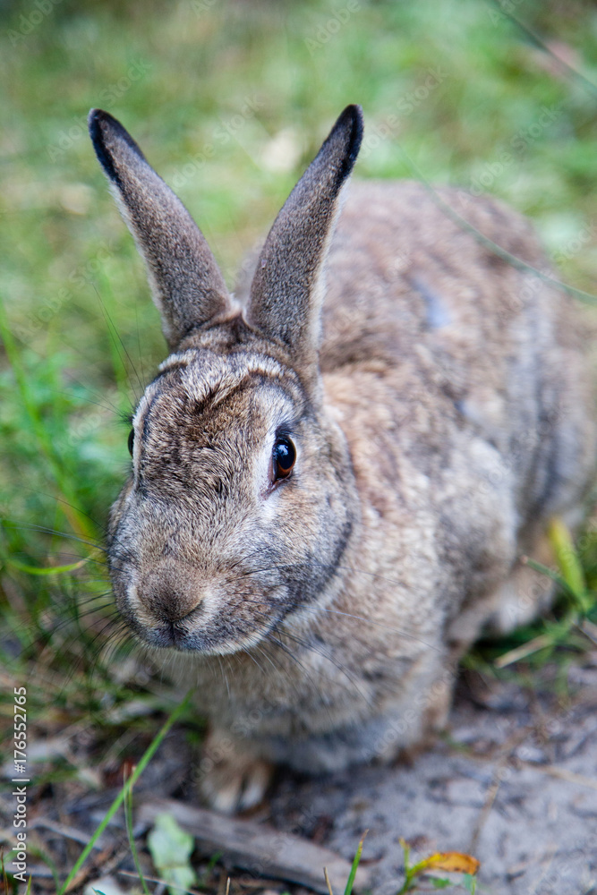 Mountain Cottontail Rabbit in Alberta, Canada