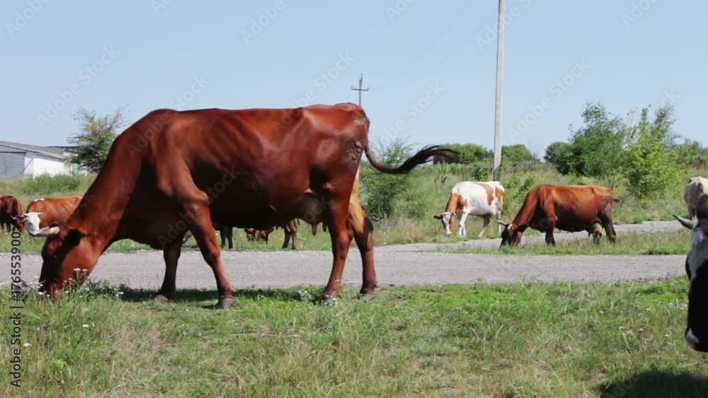 Many different cows large and small graze in meadow and eat green grass in summer Many different cows large and small graze in meadow and eat green grass in summer