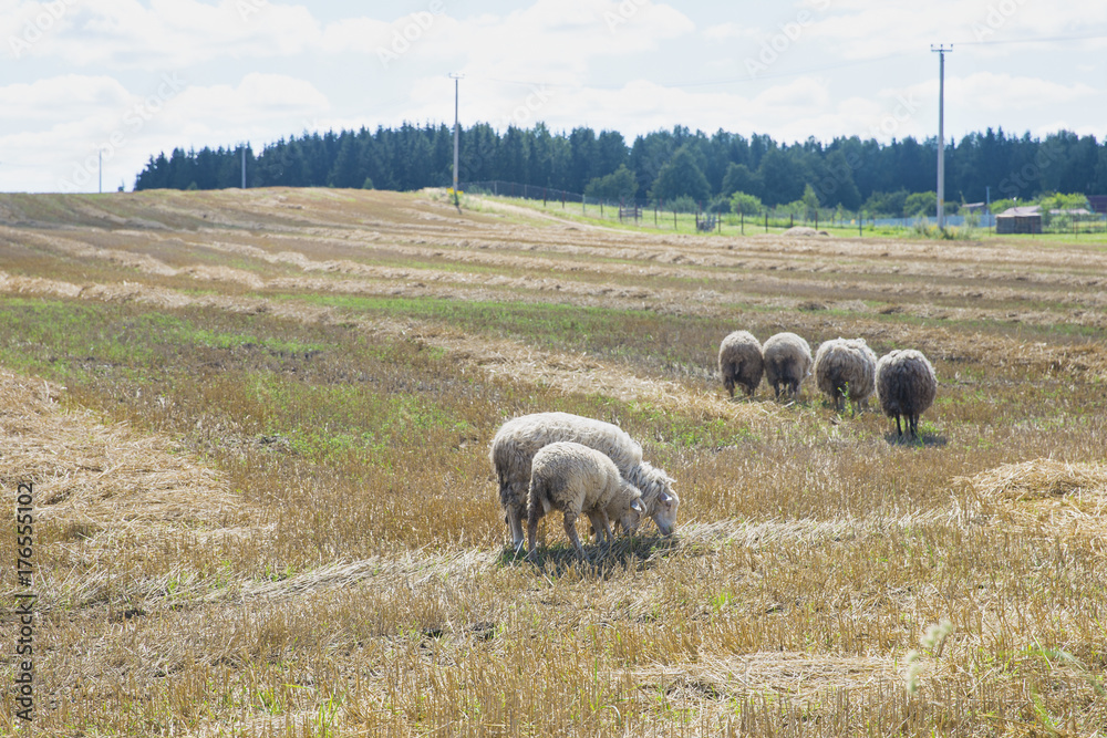 Belarus-Belarus-a flock of sheep, sheep eat grass, sheep wool,sheep roaming the farm in the village Belarus-Belarus-a flock of sheep, sheep eat grass, sheep wool,sheep roaming the farm in the village