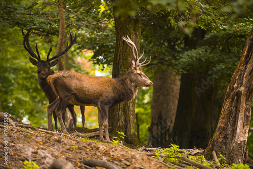 Red deer in its natural habitat © sophiahilmar