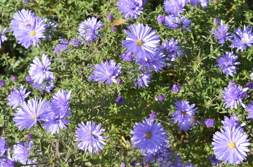Fototapeta Naklejka Na Ścianę i Meble -  Aster dumosus Lilac Time - bush with light violet flowers