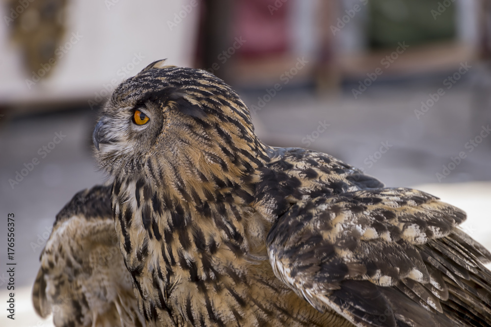 Wildlife, beautiful owl in a medieval fair with exhibition of birds of prey Wildlife, beautiful owl in a medieval fair with exhibition of birds of prey
