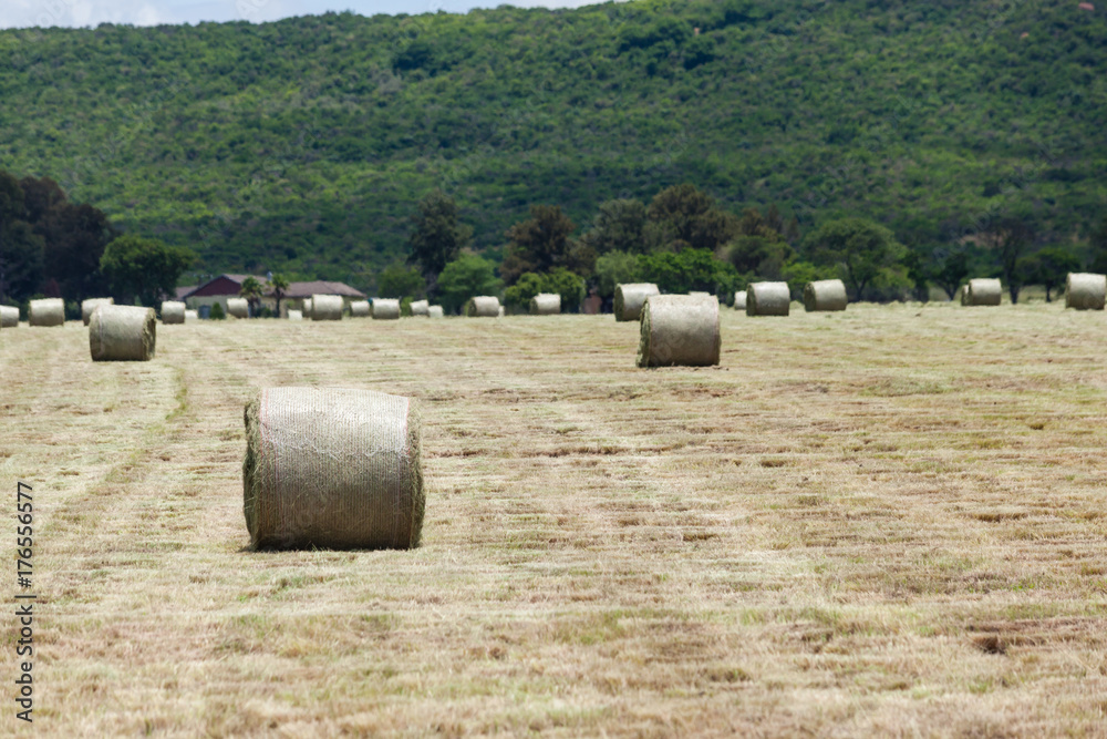 Rolled cut grass in a field, KZN, South Africa.