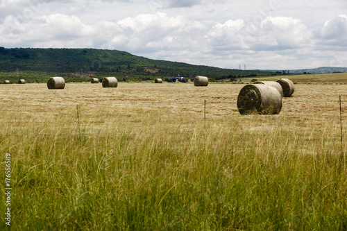 A field is cleared by cutting and rolling the grass into balls before planting seeds, KZN, South Africa.