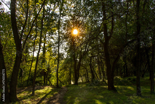 Fototapeta Naklejka Na Ścianę i Meble -  Raggi di sole tra le foglie degli alberi