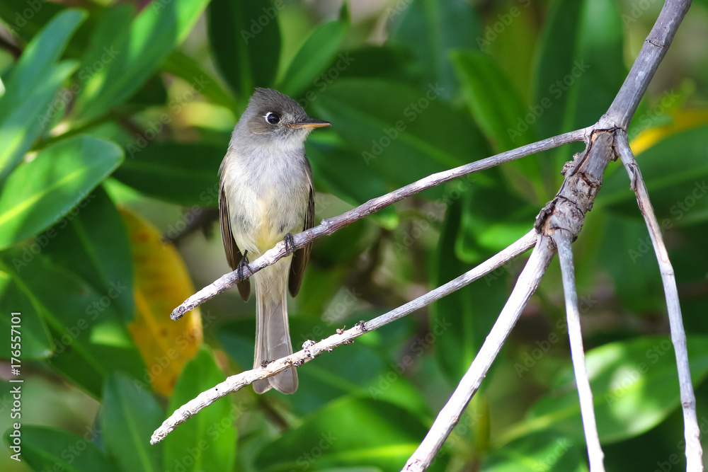Obraz premium Cuban Pewee endemic bird, Contopus caribaeus on mangrove forest