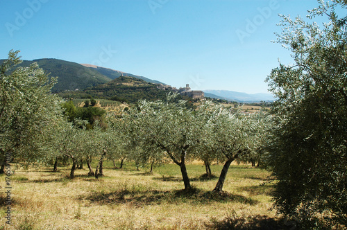 Uliveti e colline dell Umbria ad Assisi
