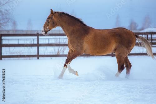 golden horse with white legs runs in snow in paddock © ashva
