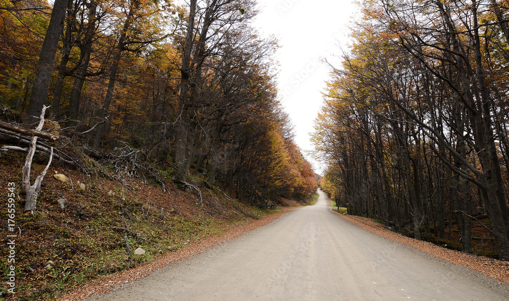 Fototapeta premium Road with trees.