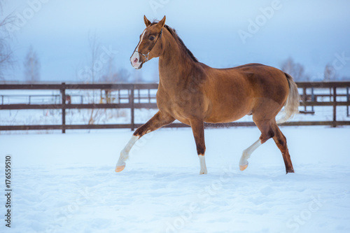 gold horse with white legs runs in snow on sky background © ashva