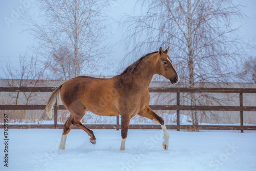 gold horse with white legs runs in snow on sky background