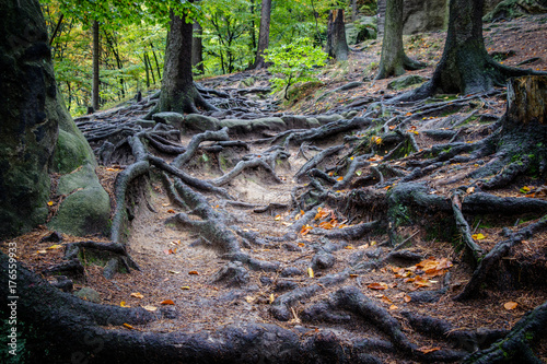 Schauenstein Castle is a rock castle near Hohenleipa in the Bohemian Switzerland in the Czech Republic. This is the roots path to climb the castle. photo