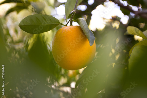 Orange Fruit