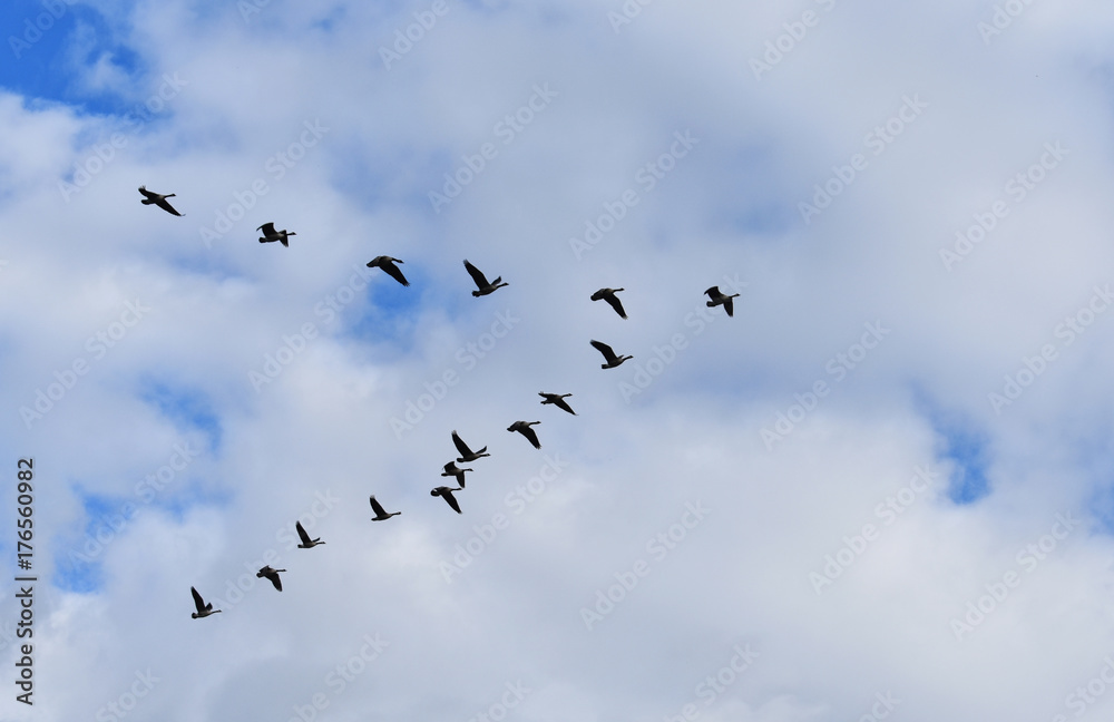 Flock of geese migrating in the fall