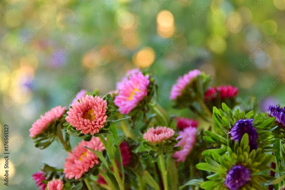 Bouquet di Aster e riflessi di luce Bouquet di Aster e riflessi di luce
