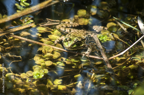 Marsh green frog with its head popping out of pond water amid weed and reeds