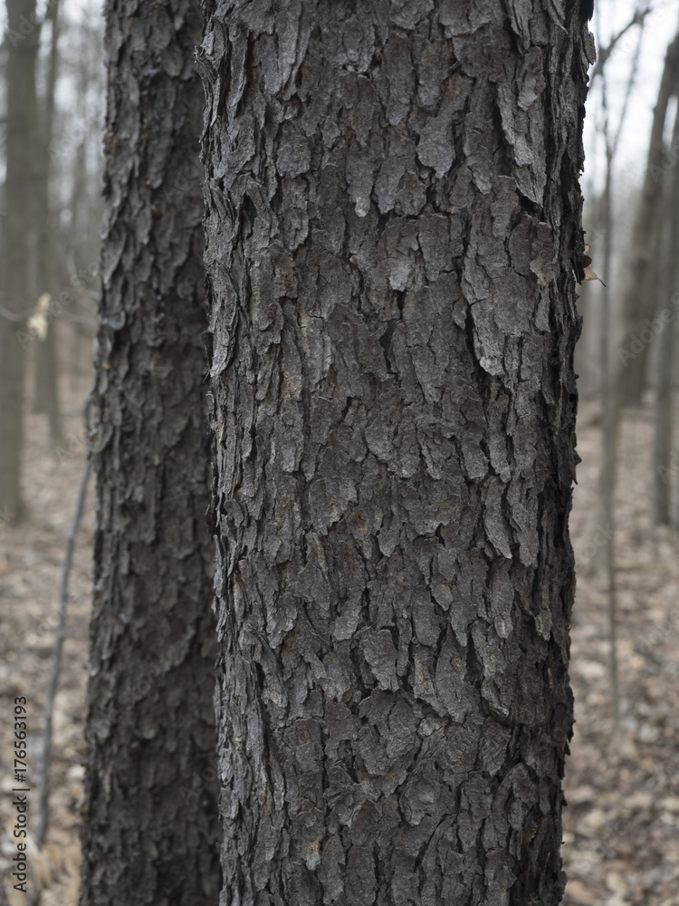 Distinctive Bark