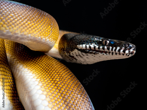 snake leiopython albertisii