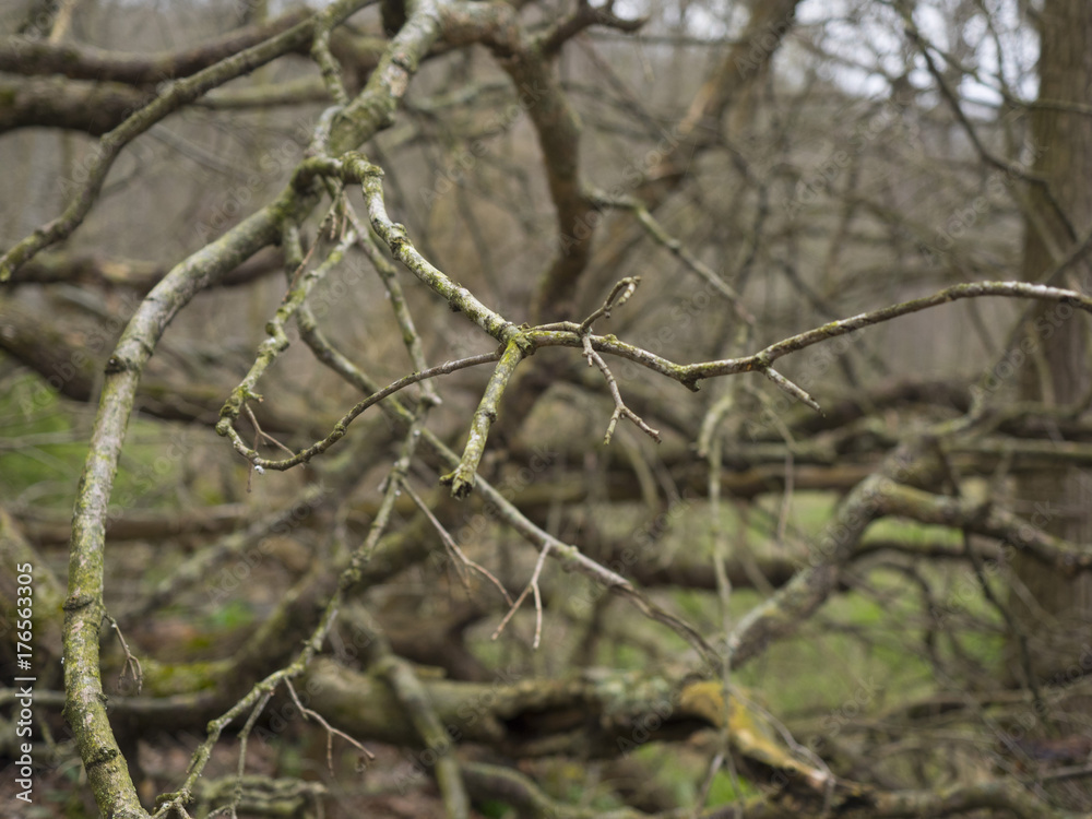 Distinctive Branches Distinctive Branches