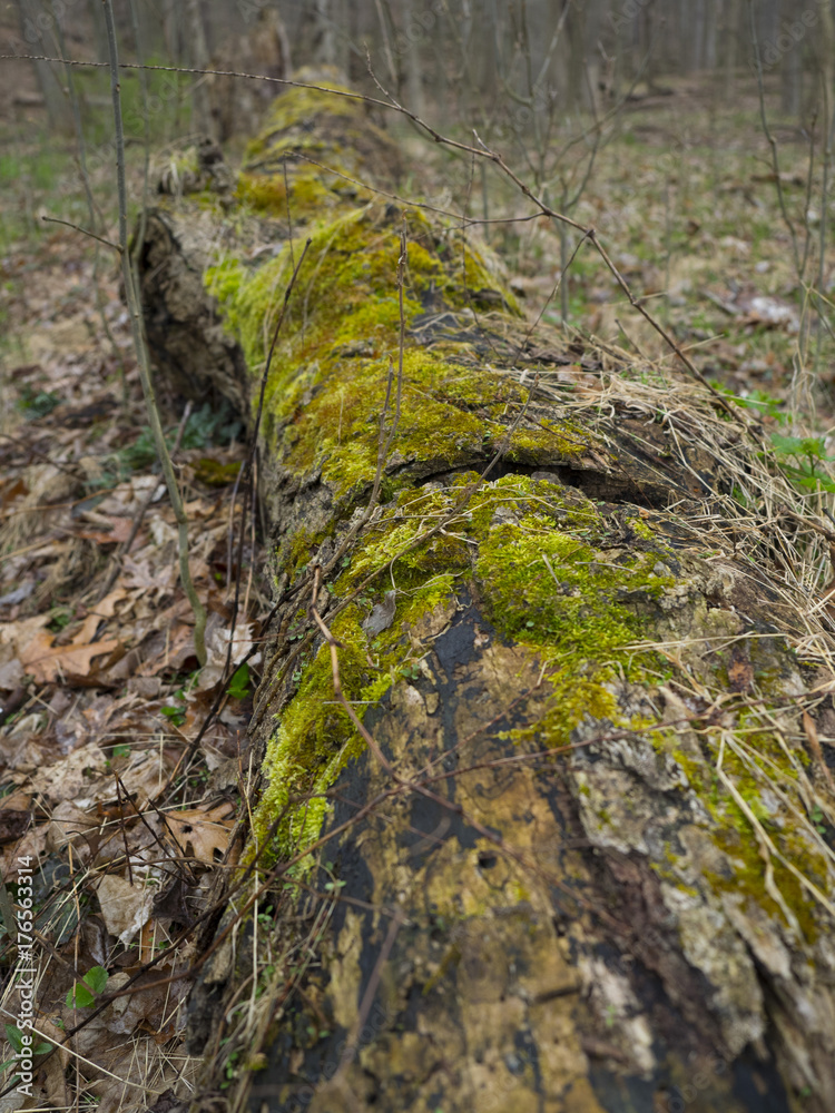 Moss on a Fallen Log Moss on a Fallen Log