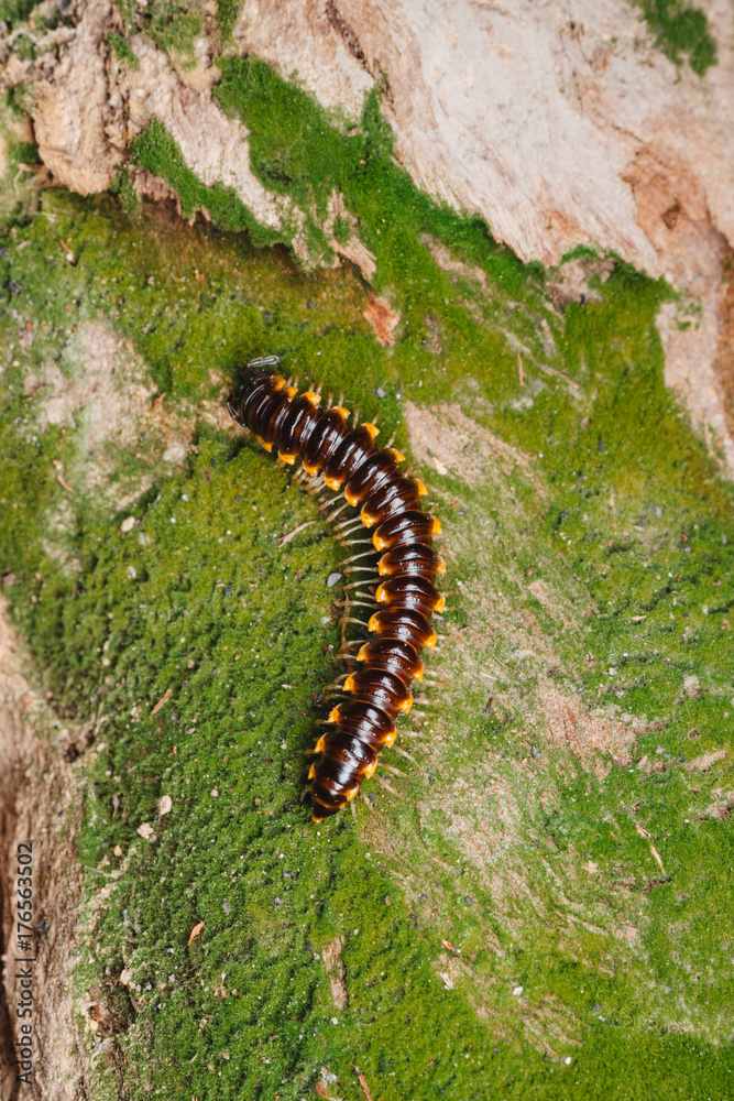 Millipede Millipede
