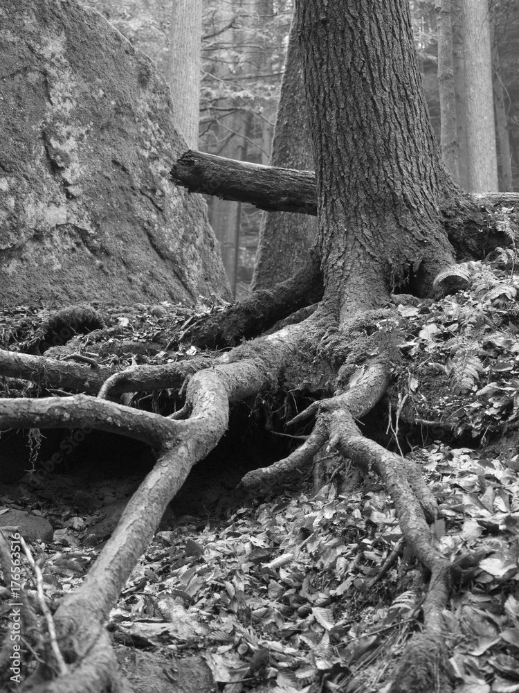 Fototapeta premium Mysterious roots in forest