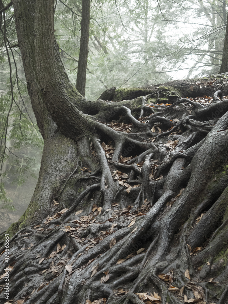 Tree with exposed roots growing on a rock