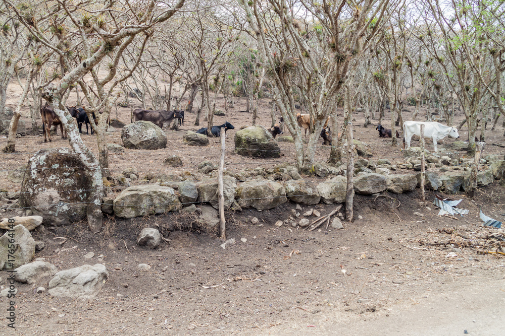 Cows on a pasture in Protected Area Miraflor, Nicaragua Cows on a pasture in Protected Area Miraflor, Nicaragua